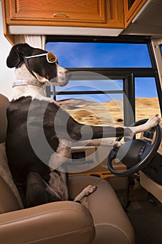 Driving Great Dane Dog