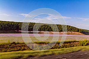 Driving highway along lavender field
