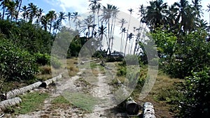 Driving off-road through a coconut grove in the caribbean