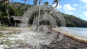 Driving off-road through a coconut grove in the caribbean