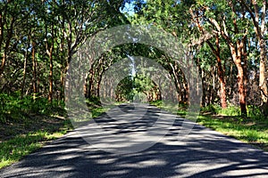 Driving through red gums in Mungo Brush National Park