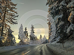 Driving on a road during winter holiday season in the forest nature evergreen trees next to road covered in snow, blue sky and
