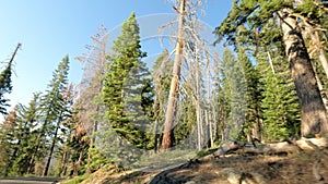 Driving Through the Sequoia National Park on a Sunny Day with Blue Sky