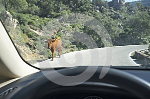 Driving slowly with animals at local road. Cow crossing