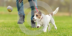 Driving small fast jack russell terrier dog is playing ball with his owner