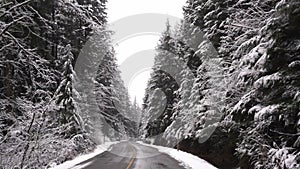 Driving through snow covered trees in slow motion