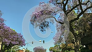 Driving on Street Under Purple Jacaranda Trees and Clear Blue Sky