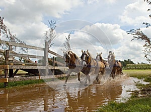 Driving team horses