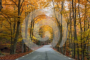 Driving to nowhere in a autumn forest