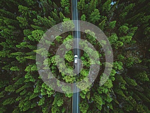 Driving up the mountains surrounded by evergreens