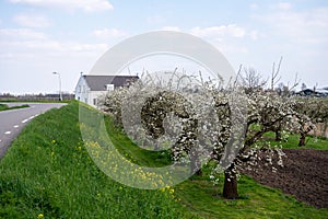 Spring white blossom of old plum prunus tree, orchard with fruit trees in Betuwe, Netherlands in april