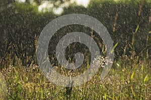 Drizzling rain over a summer meadow