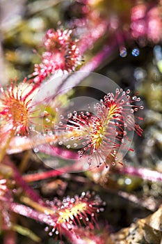 Drocera anglica flower close up. Sundew lives on swamps and it fishes insects sticky leaves. Life of plants and insects on bogs.