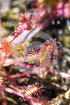 Drocera anglica flower close up. Sundew lives on swamps and it fishes insects sticky leaves. Life of plants and insects on bogs. photo