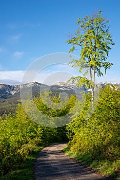 Droga na szczyt Grzybowiec w Karkonoszach photo