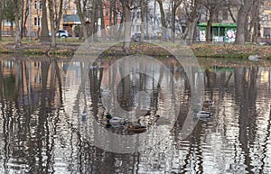 DROHOBYCH, UKRAINE - NOVEMBER 10, 2020: Wild ducks on a pond in the Culture and Recreation Park of Drohobych.