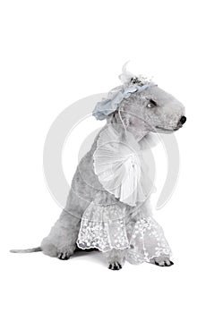 Droll Bedlington Terrier dog dressed in a frill and hat sitting in the studio