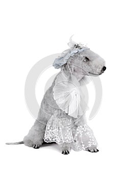 Droll Bedlington Terrier dog dressed in a frill and hat sitting in the studio photo