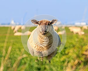 A droll ruminating sheep photo