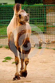 Camel in the zoo Dromader