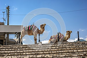 Dromadery - ships desert at the entrance to the amphitheater. photo