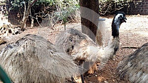 Dromaius novaehollandiae Emu