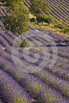 Drome de lavende