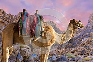 dromedar camel on the background of the mountain of St. Moses, Egypt, Sinai