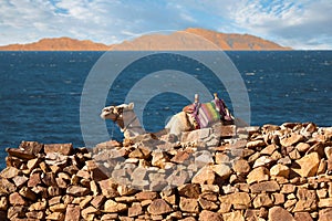 Dromedar camel on the background of the mountain of St. Moses, Egypt, Sinai