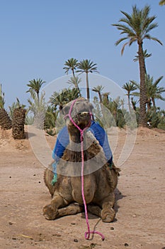 Dromedar Camel sitting near Bedouin Oasis