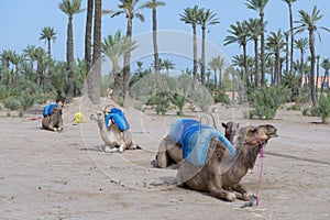 Dromedar Camels near Bedouin Oasis