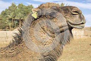 Dromedar portrait, Morocco