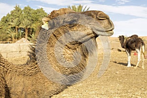 Dromedar portrait, Morocco