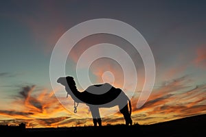 Dromedar silhouette in a beautiful desert evening