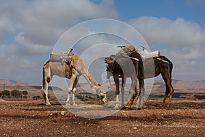 Dromedaries in Ait Benhaddou, Morocco