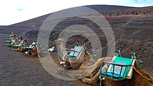 Dromedaries camelus dromedarius waiting for tourists in Timanfaya National Park, Lanzarote