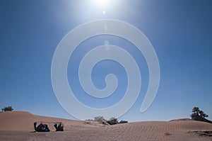 Dromedaries laying under the desert sun