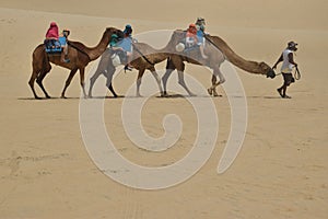 Dromedaries in Natal dune