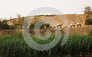 Dromedaries in the Nile riverside