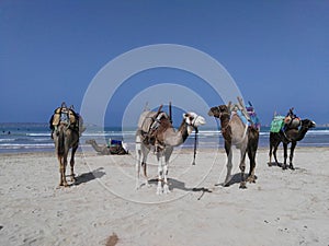 Dromedaries resting at Essaouira beach