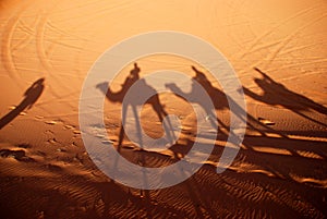 Dromedaries shadows. Erg Chebbi, Sahara, Morocco