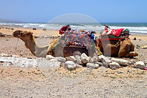 Dromedaries at Sidi Kaouki Beach near Essaouira, Morocco