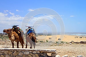 Dromedaries at Sidi Kaouki Beach near Essaouira, Morocco