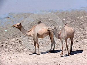 Dromedaries in Sudan, Africa