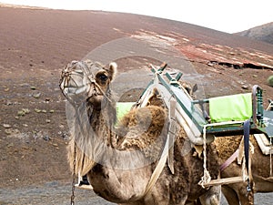 Dromedaries for the transport of tourists