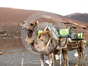 Dromedaries for the transport of tourists