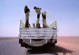 Dromedaries on a truck