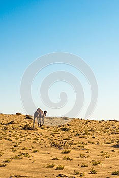Dromedaries in Tunisia