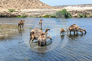 Dromedaries at Wadi Darbat, Taqah (Oman) photo