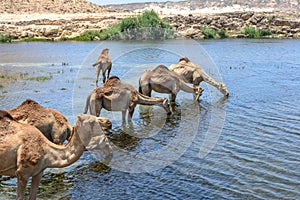 Dromedaries at Wadi Darbat, Taqah (Oman) photo